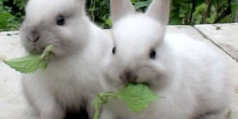 Bolest uha kod kunića: kako liječiti